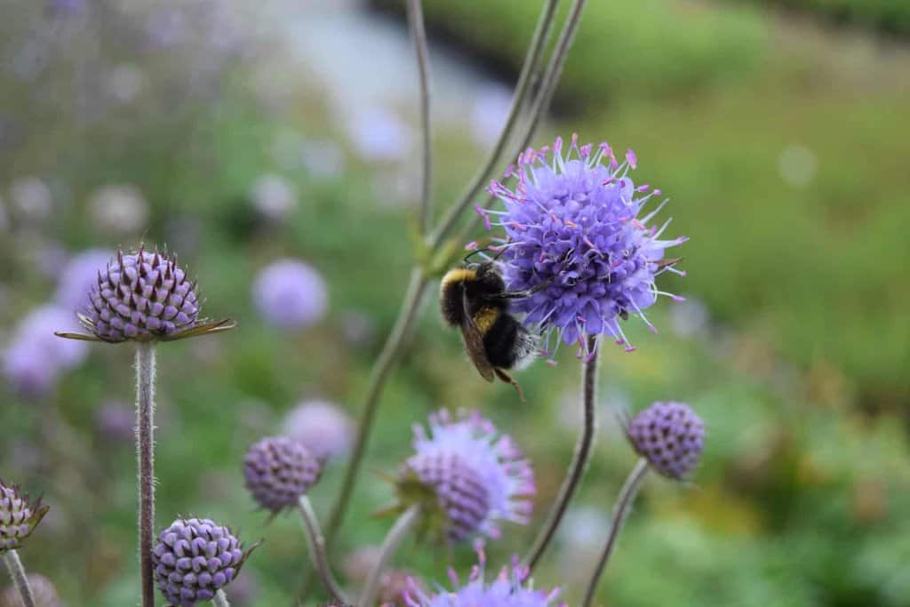 Succisa pratensis ---